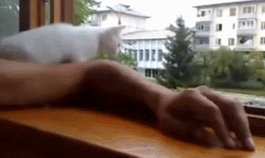猫のgif画像を集めよう