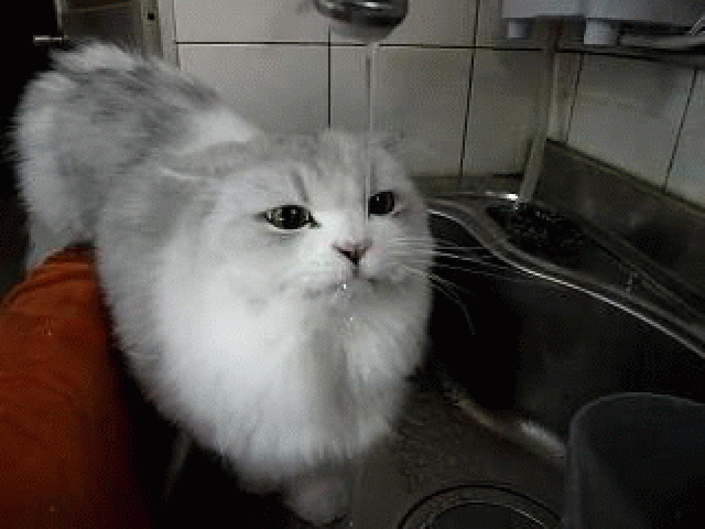 猫のgif画像を集めよう