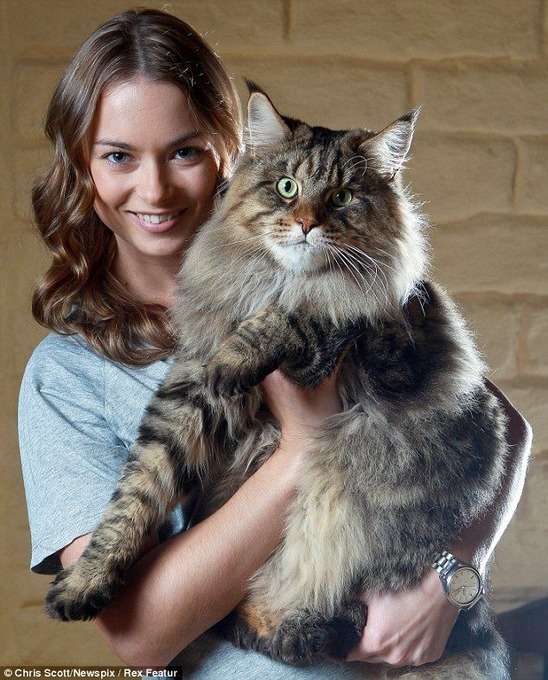 巨大な猫がデカすぎ\u0026可愛すぎるww