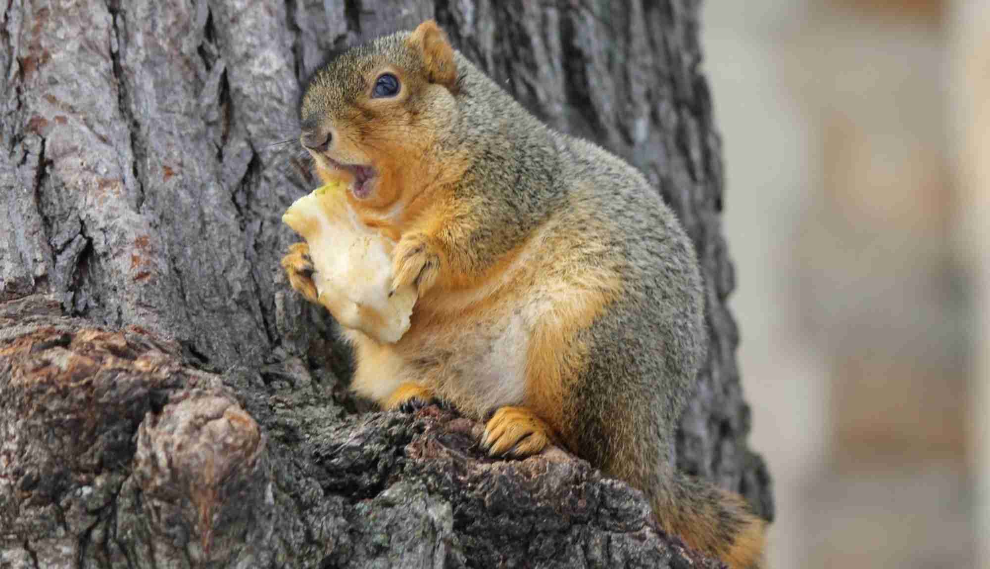squirrel women Find great deals on ebay for squirrel pants shop with confidence. squirrel women Find great deals on ebay for squirrel pants shop with confidence.