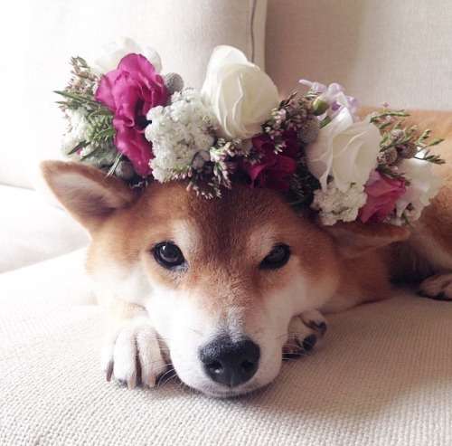 dogs with flowers 1000 ideas about shiba inu puppies on shiba inu shiba puppy and akita dogs with flowers 1000 ideas about shiba inu puppies on shiba inu shiba puppy and akita
