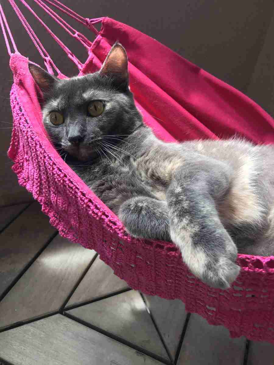 とある昼下がりの、パパと猫 9万もの「いいね!」ついたワケ