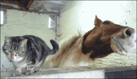 猫のgif画像を集めよう