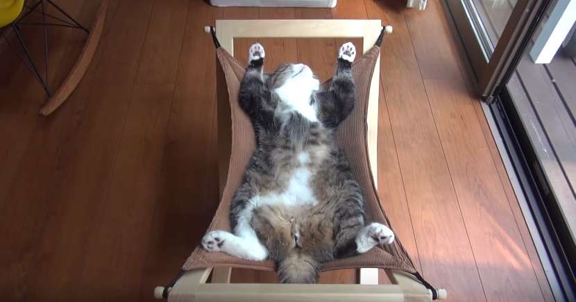 とある昼下がりの、パパと猫 9万もの「いいね!」ついたワケ