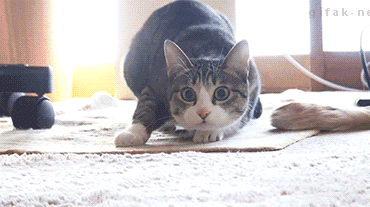 猫のgif画像を集めよう