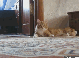猫のgif画像を集めよう