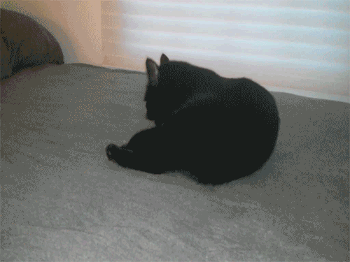 猫のgif画像を集めよう