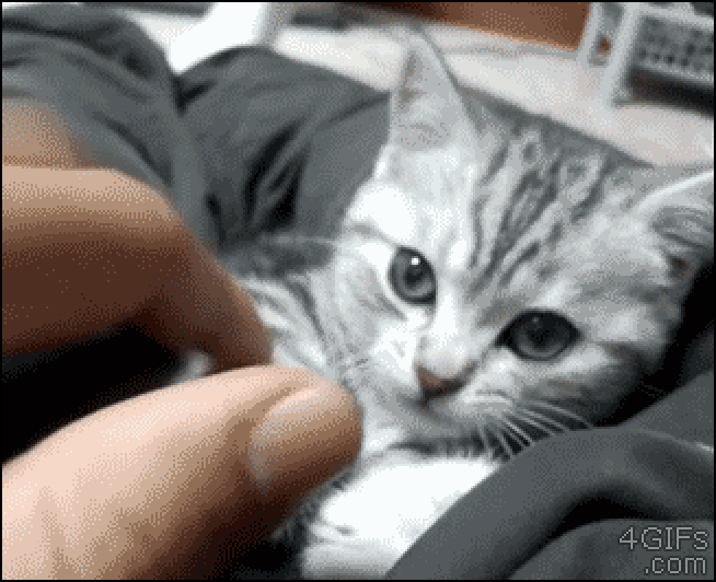 猫のgif画像を集めよう