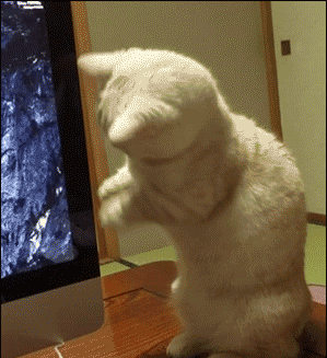 猫のgif画像を集めよう