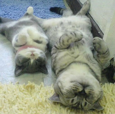 【画像】仰向けの猫・犬