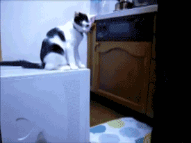 猫のgif画像を集めよう