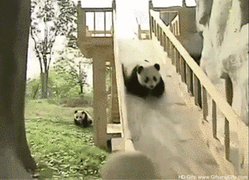 パンダに翻弄されるトピ