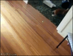 猫のgif画像を集めよう