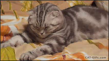 猫のgif画像を集めよう