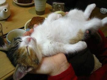 【画像】仰向けの猫・犬