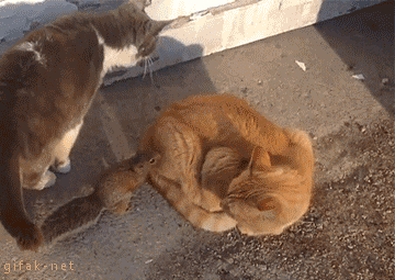 猫のgif画像を集めよう