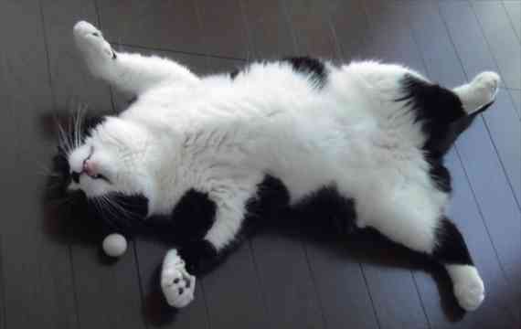 【画像】仰向けの猫・犬