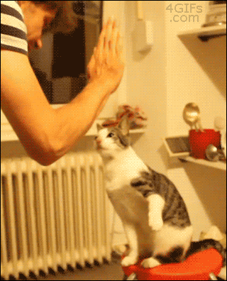 猫のgif画像を集めよう