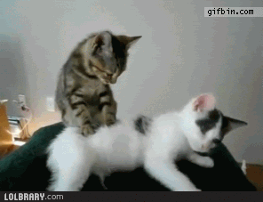 猫のgif画像を集めよう