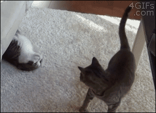 猫のgif画像を集めよう
