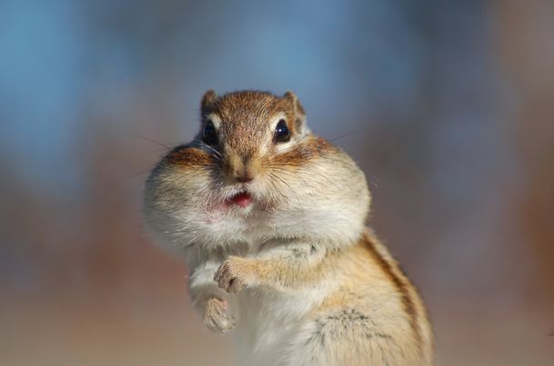 動物が喋ってそうなこと