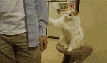 猫のgif画像を集めよう
