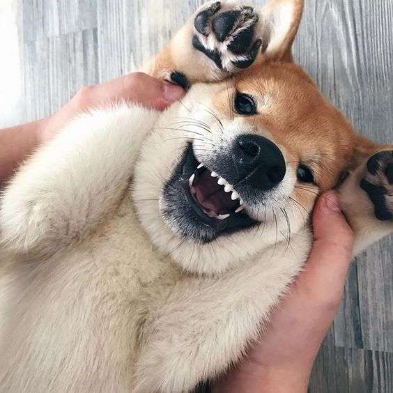 【画像】仰向けの猫・犬