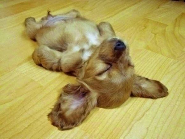 【画像】仰向けの猫・犬