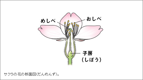 元AKB48・大堀恵(29歳)が41歳脚本家と結婚!