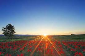 プロポーズのエピソードありますか？