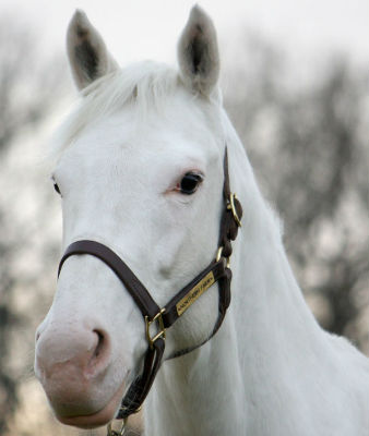 世界一美しい馬をご覧ください