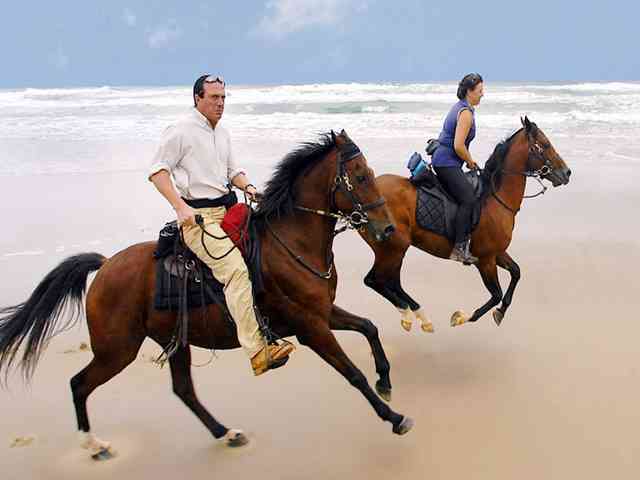 世界一美しい馬をご覧ください