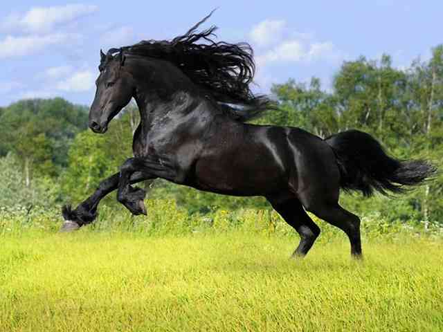 世界一美しい馬をご覧ください