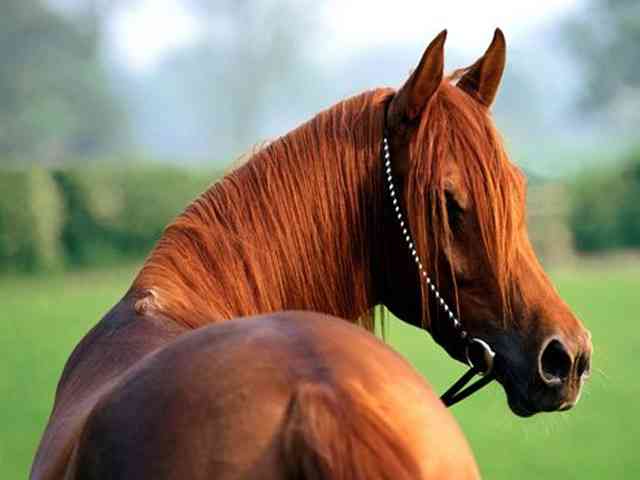 世界一美しい馬をご覧ください