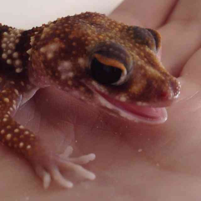 【爬虫類嫌いな人は注意】爬虫類のかわいい写真貼りませんか?