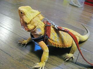 【爬虫類嫌いな人は注意】爬虫類のかわいい写真貼りませんか?