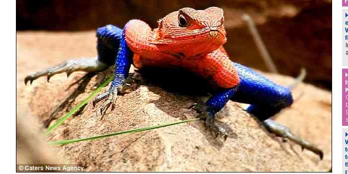 【爬虫類嫌いな人は注意】爬虫類のかわいい写真貼りませんか?