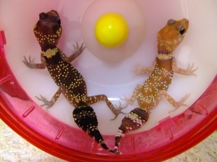 【爬虫類嫌いな人は注意】爬虫類のかわいい写真貼りませんか?