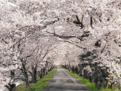 世界でもっとも美しい樹木のトンネル10箇所 