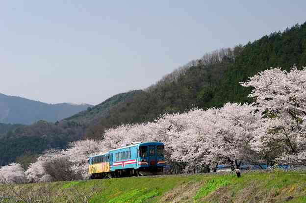 鉄道ファン苗木贈る…沿線の桜切られたしなの鉄道に