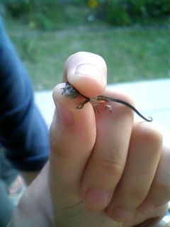 【爬虫類嫌いな人は注意】爬虫類のかわいい写真貼りませんか?