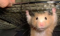 あなたの家のペットあるある