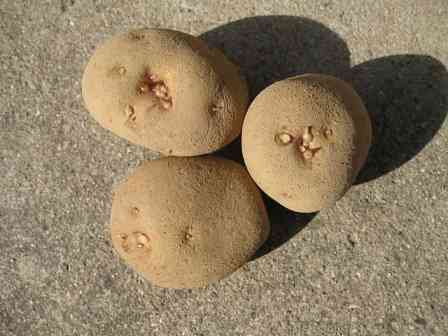 「胃腸にやさしい手料理で癒してもらいたい芸能人」男性が選ぶ1位は大島優子、女性が選ぶ1位は速水もこみち