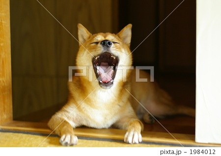 ウサギのあくび顔がブサかわいい