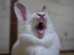 ウサギのあくび顔がブサかわいい