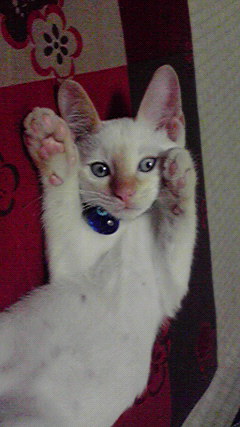 【動物好きな方】あなたのペット自慢を聞かせてください