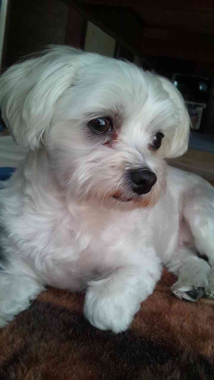 【動物好きな方】あなたのペット自慢を聞かせてください