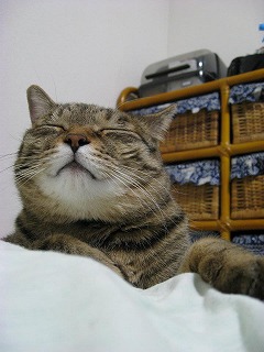 【動物好きな方】あなたのペット自慢を聞かせてください