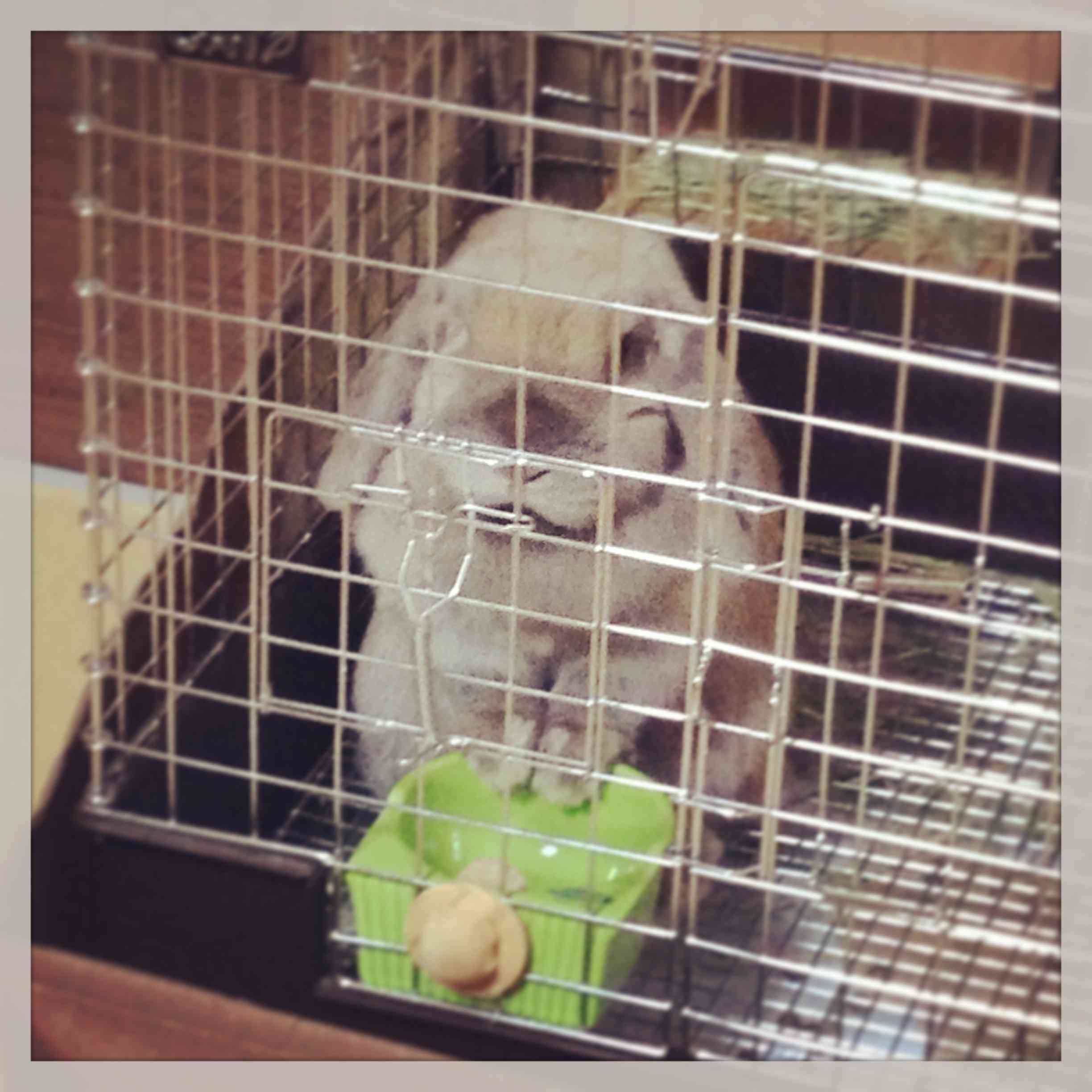 【動物好きな方】あなたのペット自慢を聞かせてください