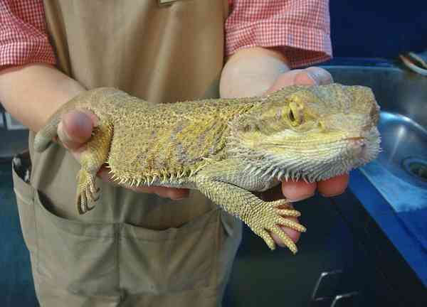 【動物好きな方】あなたのペット自慢を聞かせてください